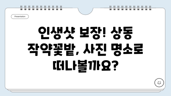 강원도 영월의 숨겨진 매력, 상동 작약꽃밭 축제 | 영월 여행, 5월 축제, 꽃 축제, 사진 명소