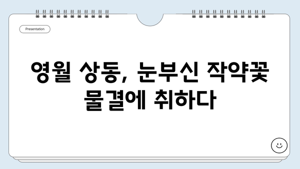 강원도 영월의 숨겨진 매력, 상동 작약꽃밭 축제 | 영월 여행, 5월 축제, 꽃 축제, 사진 명소