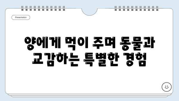 경남 양떼목장에서 아이와 함께 즐기는 특별한 체험| 양과 교감하며 먹이 주기 | 양떼목장, 가족여행, 아이와 함께