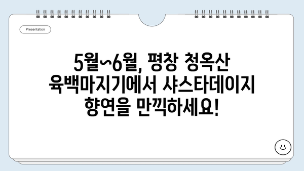 강원도 여행 코스| 평창 청옥산 육백마지기 샤스타데이지 만발 | 5월~6월 꽃구경 명소, 여행 정보