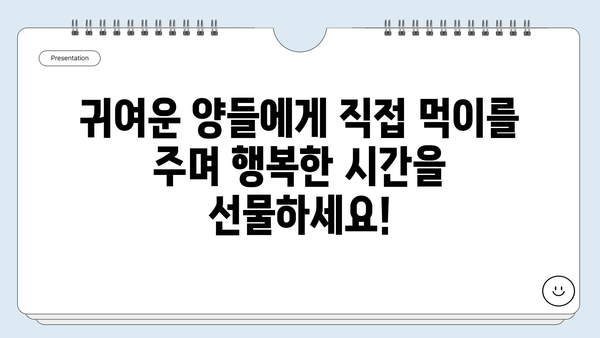 무등산 양떼목장에서 아이와 함께 즐기는 특별한 먹이 체험 | 광주 가볼만한 곳, 가족 나들이, 동물 체험